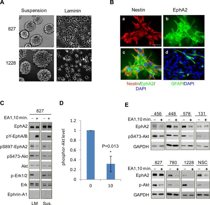 https://cdn.ncbi.nlm.nih.gov/pmc/blobs/ed52/4119862/a3e16036ec64/nihms-551118-f0001.jpg