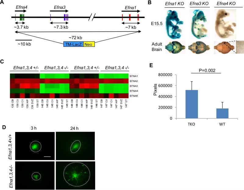 https://cdn.ncbi.nlm.nih.gov/pmc/blobs/ed52/4119862/dbd4d072f18e/nihms-551118-f0003.jpg