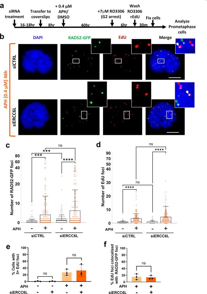 https://cdn.ncbi.nlm.nih.gov/pmc/blobs/ed53/11614213/265874c5b87e/pgen.1011479.g006.jpg