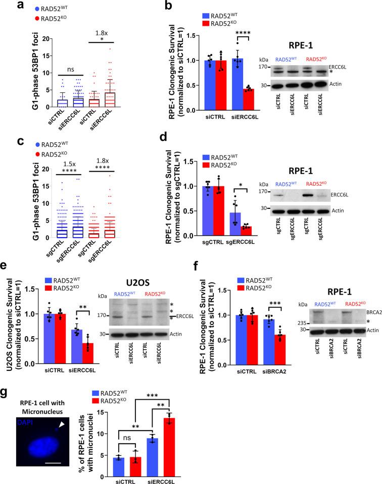 https://cdn.ncbi.nlm.nih.gov/pmc/blobs/ed53/11614213/f4968e99162b/pgen.1011479.g003.jpg