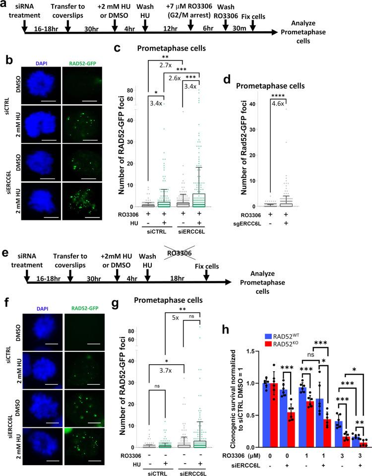 https://cdn.ncbi.nlm.nih.gov/pmc/blobs/ed53/11614213/fda63907ba6c/pgen.1011479.g005.jpg