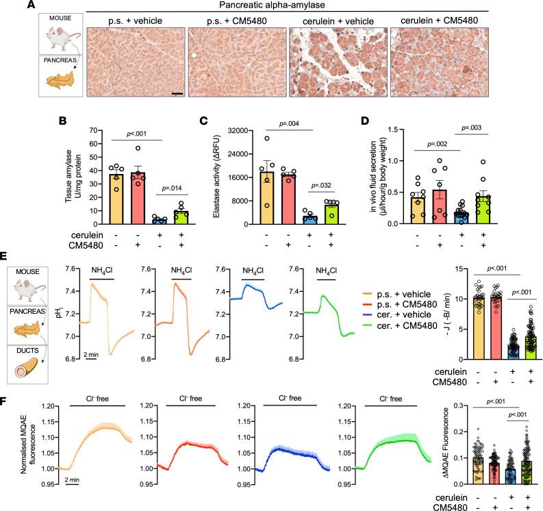 https://cdn.ncbi.nlm.nih.gov/pmc/blobs/ed58/10371343/600ffc68e08f/jciinsight-8-167645-g144.jpg