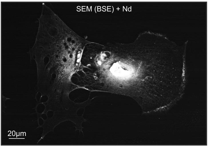 https://cdn.ncbi.nlm.nih.gov/pmc/blobs/ed59/11508255/9b882f6bb821/ijms-25-11076-g007.jpg