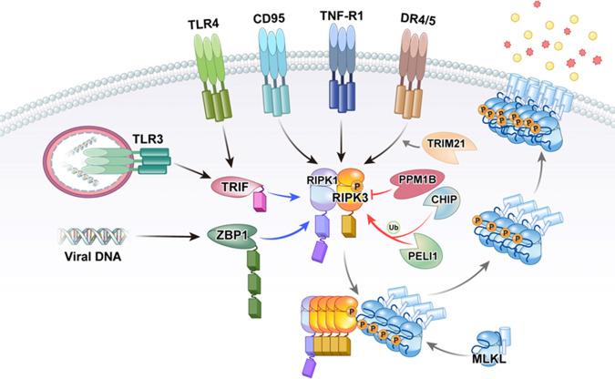 https://cdn.ncbi.nlm.nih.gov/pmc/blobs/ed59/9636380/4077dbc5ef78/12276_2022_868_Fig1_HTML.jpg