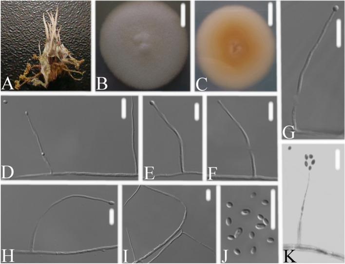https://cdn.ncbi.nlm.nih.gov/pmc/blobs/ed5b/8316311/b222217227f7/41598_2021_94893_Fig4_HTML.jpg