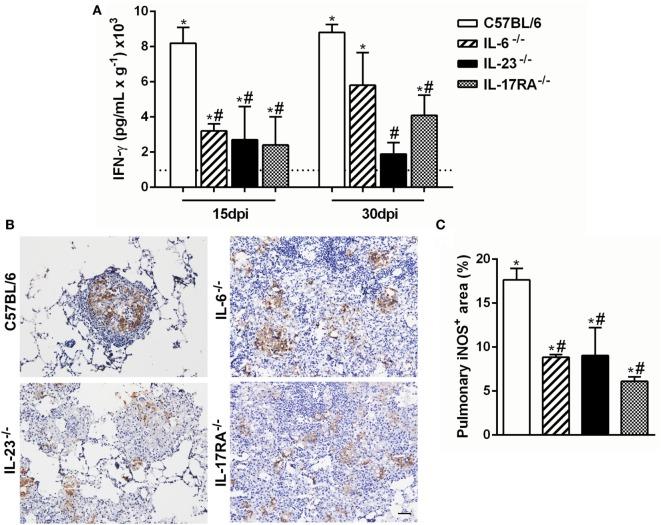 https://cdn.ncbi.nlm.nih.gov/pmc/blobs/ed5e/5566564/8bdb07efbec2/fimmu-08-00949-g004.jpg