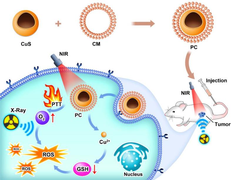 https://cdn.ncbi.nlm.nih.gov/pmc/blobs/ed5e/9730236/e7f4dc3e14ac/fonc-12-1054608-s001.jpg
