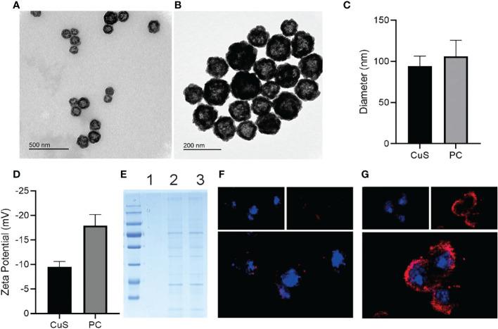 https://cdn.ncbi.nlm.nih.gov/pmc/blobs/ed5e/9730236/faf27e6dda77/fonc-12-1054608-g001.jpg