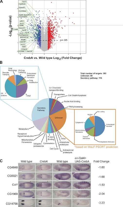 https://cdn.ncbi.nlm.nih.gov/pmc/blobs/ed5f/3003312/71e1527fe863/JCB_201004062_RGB_Fig5.jpg