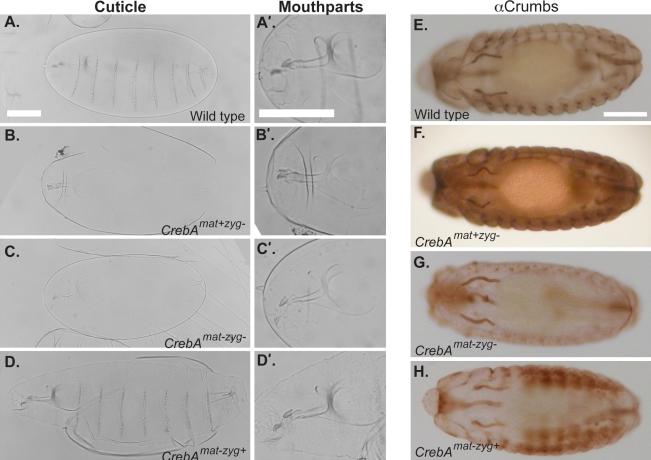 https://cdn.ncbi.nlm.nih.gov/pmc/blobs/ed5f/3003312/c84fd9d7a2c6/JCB_201004062_RGB_Fig7.jpg
