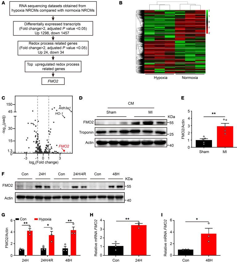 https://cdn.ncbi.nlm.nih.gov/pmc/blobs/ed62/11645147/1bcb62d002ad/jci-134-177077-g214.jpg