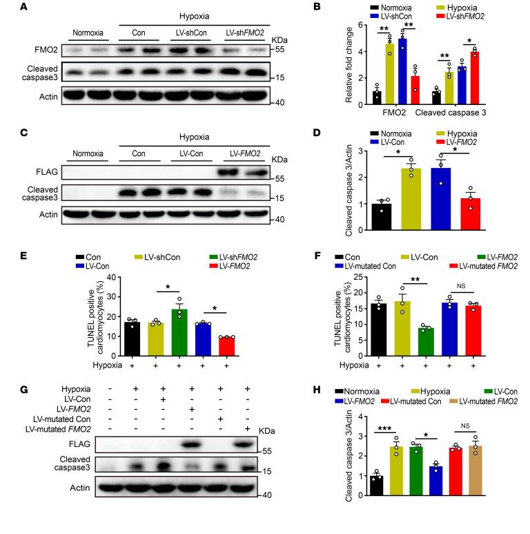 https://cdn.ncbi.nlm.nih.gov/pmc/blobs/ed62/11645147/414222cbec18/jci-134-177077-g217.jpg