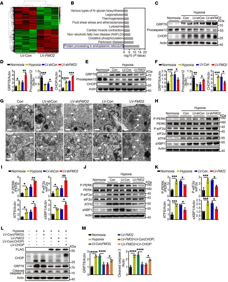 https://cdn.ncbi.nlm.nih.gov/pmc/blobs/ed62/11645147/f3805d1129e4/jci-134-177077-g218.jpg