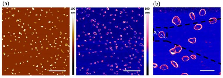 https://cdn.ncbi.nlm.nih.gov/pmc/blobs/ed63/10224488/48b8d20d4203/molecules-28-04063-g005.jpg