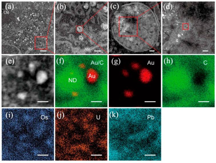 https://cdn.ncbi.nlm.nih.gov/pmc/blobs/ed63/10224488/75fd12a379c6/molecules-28-04063-g004.jpg