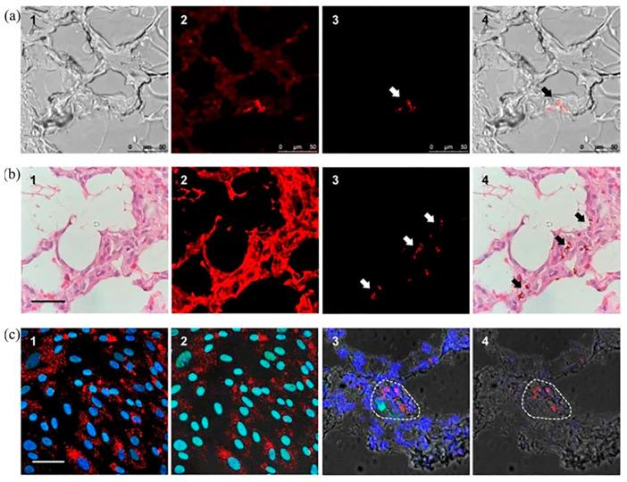 https://cdn.ncbi.nlm.nih.gov/pmc/blobs/ed63/10224488/c26d94feaa73/molecules-28-04063-g007.jpg
