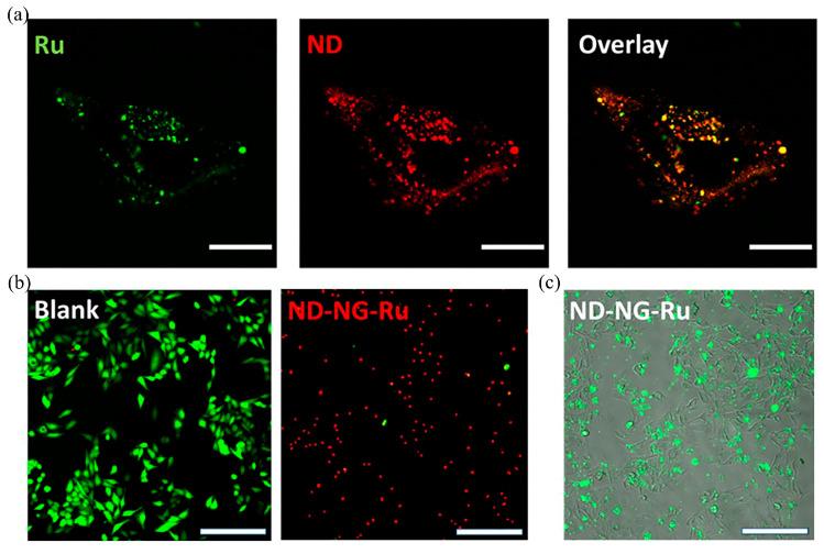 https://cdn.ncbi.nlm.nih.gov/pmc/blobs/ed63/10224488/e46c512e1461/molecules-28-04063-g002.jpg