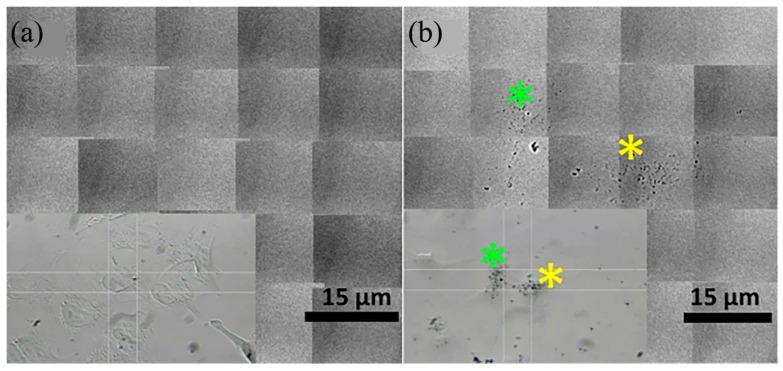 https://cdn.ncbi.nlm.nih.gov/pmc/blobs/ed63/10224488/f631c28aafcb/molecules-28-04063-g011.jpg