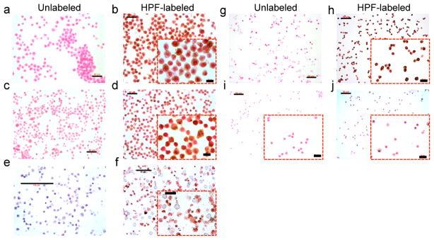 https://cdn.ncbi.nlm.nih.gov/pmc/blobs/ed64/3296876/bef4149d571c/nihms316492f2.jpg