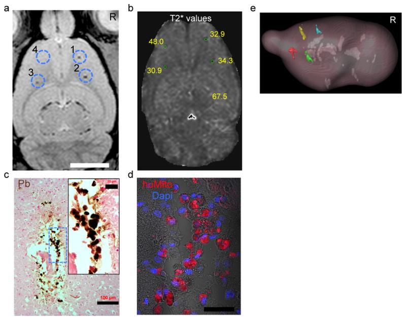 https://cdn.ncbi.nlm.nih.gov/pmc/blobs/ed64/3296876/ce489e9c48f2/nihms316492f5.jpg