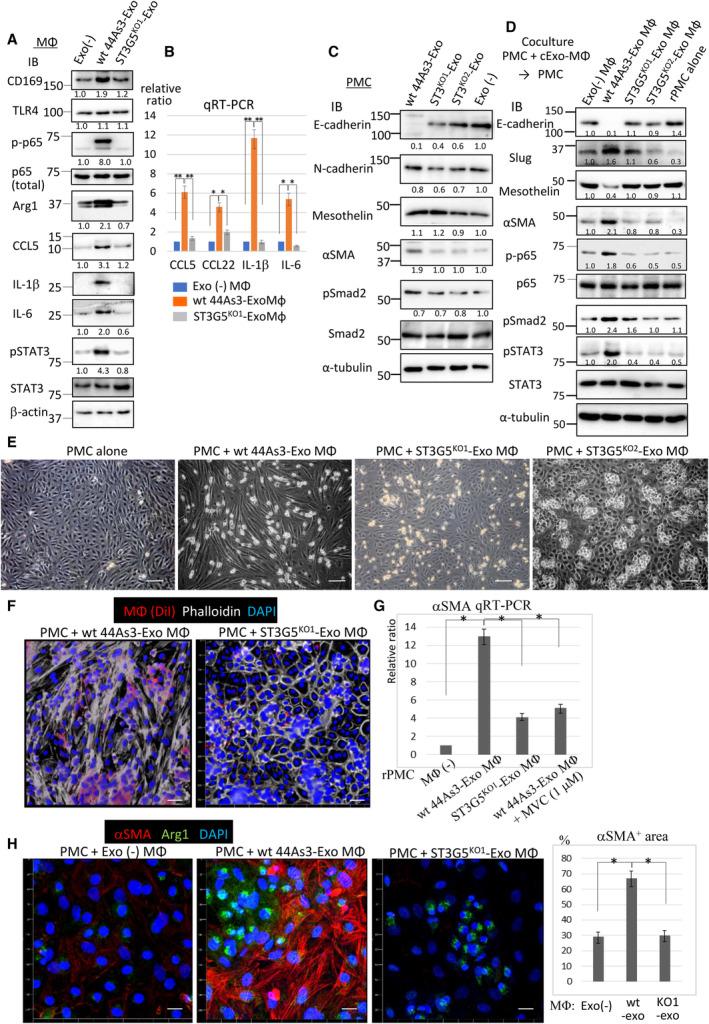 https://cdn.ncbi.nlm.nih.gov/pmc/blobs/ed65/10766203/990ad7cf48c7/MOL2-18-21-g004.jpg