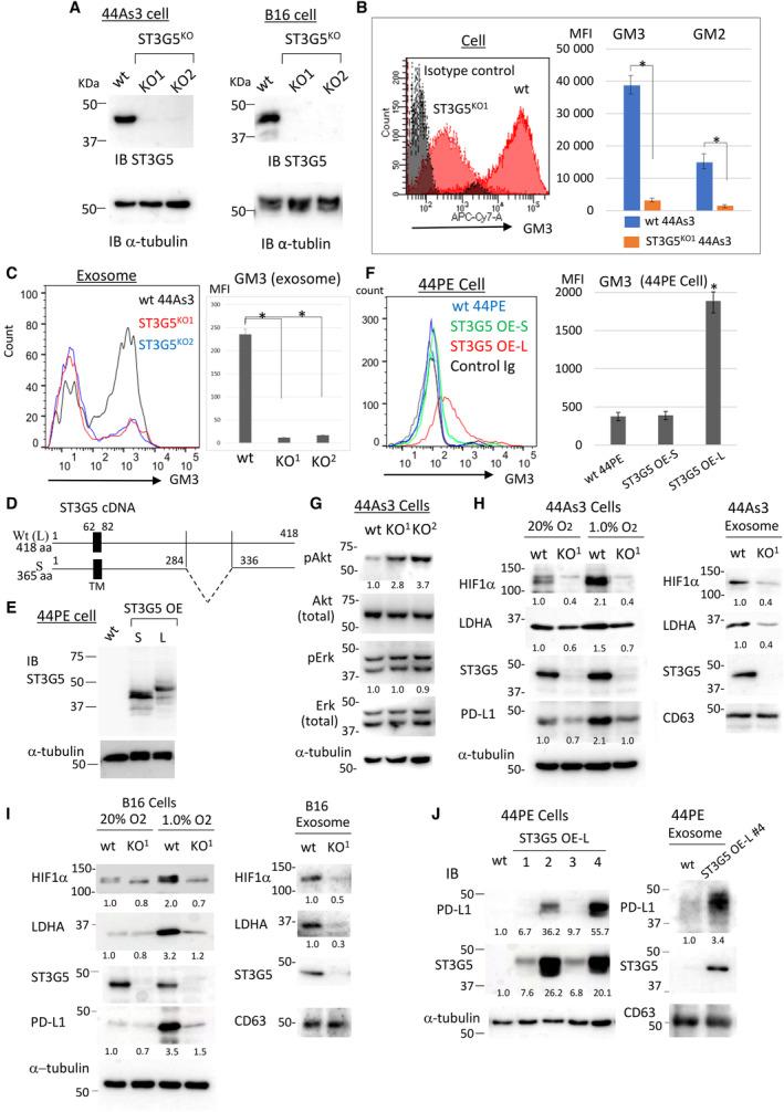 https://cdn.ncbi.nlm.nih.gov/pmc/blobs/ed65/10766203/e239a249f5d4/MOL2-18-21-g003.jpg