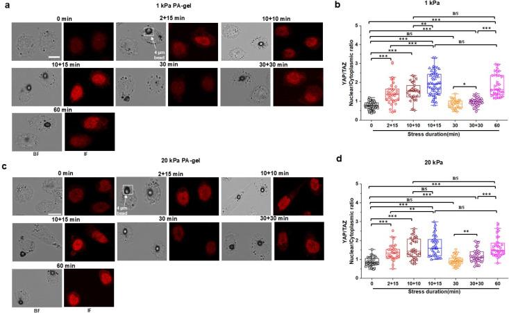 https://cdn.ncbi.nlm.nih.gov/pmc/blobs/ed65/12009147/92d35b7ad863/ABPID9-000009-026107_1-g005.jpg
