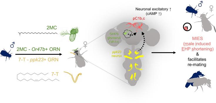 https://cdn.ncbi.nlm.nih.gov/pmc/blobs/ed67/11386958/a0734ef26065/elife-96013-fig7.jpg