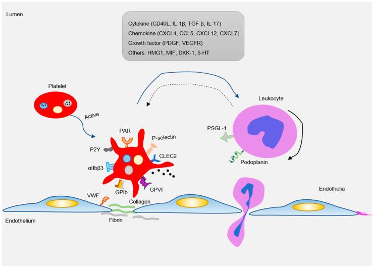 https://cdn.ncbi.nlm.nih.gov/pmc/blobs/ed67/7767086/37635665c344/ijms-21-09760-g003.jpg