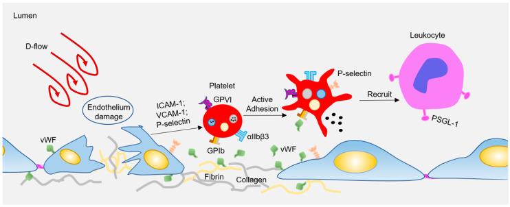 https://cdn.ncbi.nlm.nih.gov/pmc/blobs/ed67/7767086/7d212b6d72ae/ijms-21-09760-g001.jpg