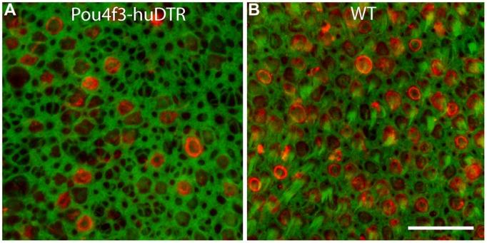 https://cdn.ncbi.nlm.nih.gov/pmc/blobs/ed68/4406144/b327a1be1d50/fncel-09-00150-g001.jpg