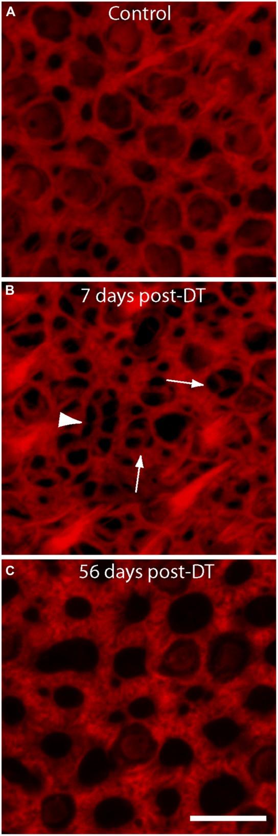 https://cdn.ncbi.nlm.nih.gov/pmc/blobs/ed68/4406144/f6762e8d4b40/fncel-09-00150-g002.jpg