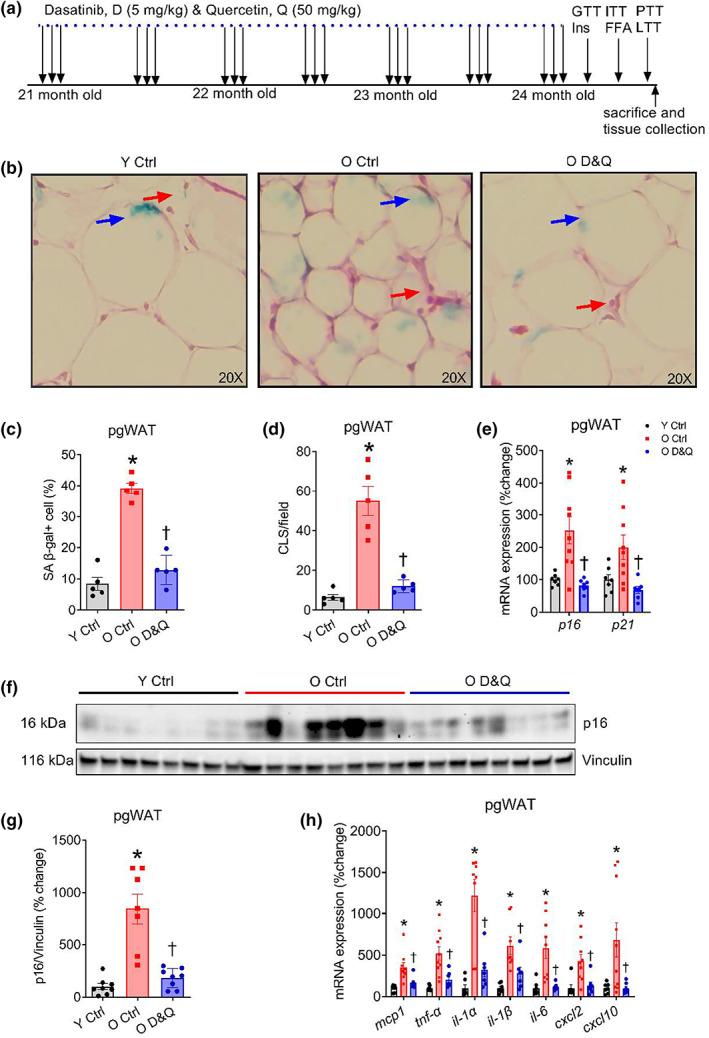 https://cdn.ncbi.nlm.nih.gov/pmc/blobs/ed68/9924942/5558985c6b89/ACEL-22-e13767-g005.jpg