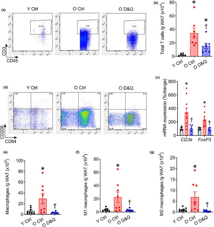 https://cdn.ncbi.nlm.nih.gov/pmc/blobs/ed68/9924942/e62cc7cbfeea/ACEL-22-e13767-g001.jpg