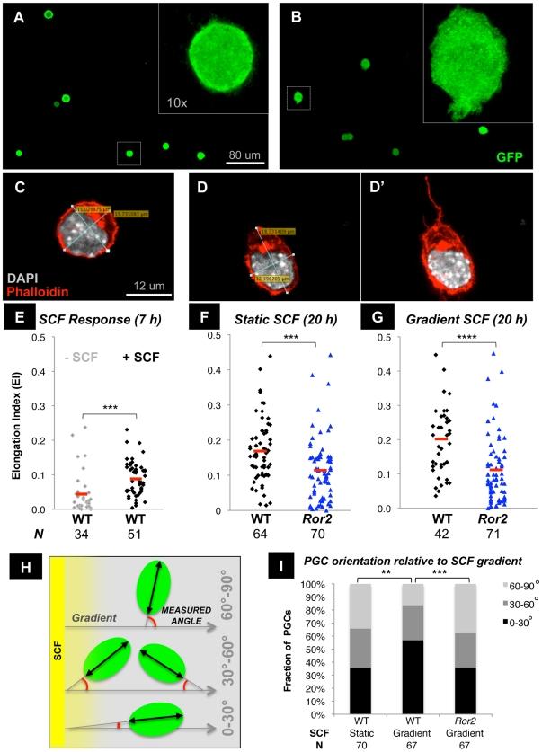 https://cdn.ncbi.nlm.nih.gov/pmc/blobs/ed69/3245308/173a15f35ada/pgen.1002428.g004.jpg