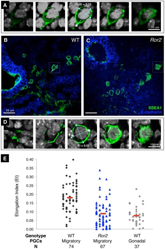 https://cdn.ncbi.nlm.nih.gov/pmc/blobs/ed69/3245308/20503122870a/pgen.1002428.g007.jpg