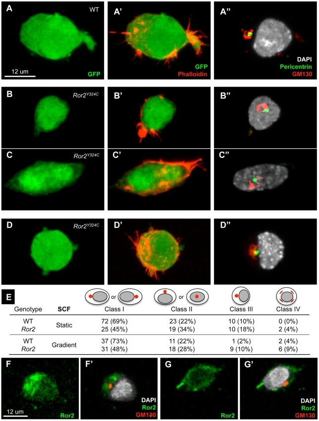 https://cdn.ncbi.nlm.nih.gov/pmc/blobs/ed69/3245308/70f3438d5913/pgen.1002428.g005.jpg