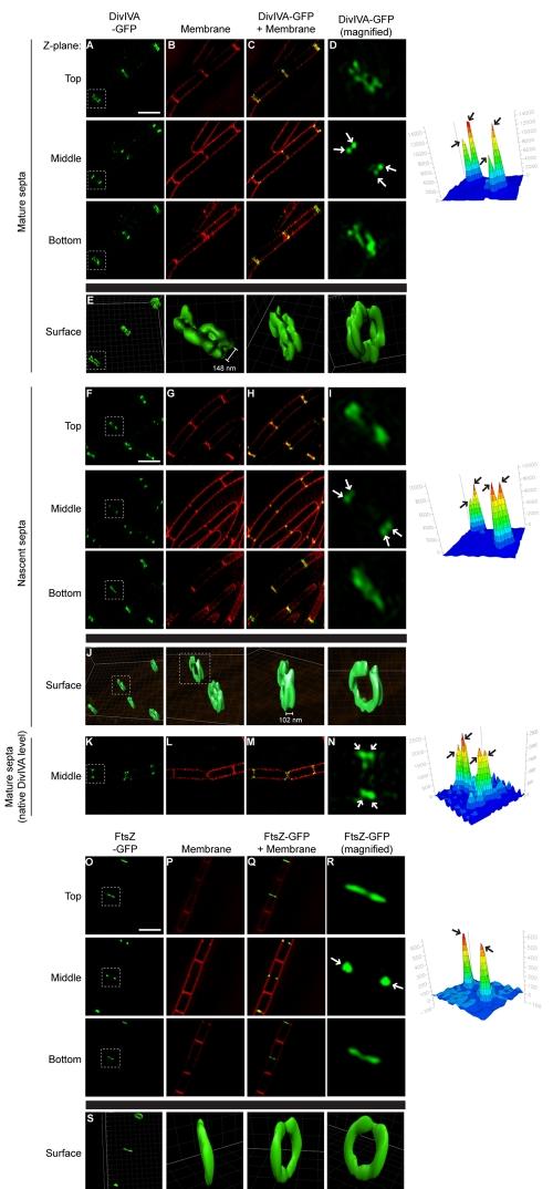 https://cdn.ncbi.nlm.nih.gov/pmc/blobs/ed6b/3225972/6be982680211/mbo0061111980004.jpg