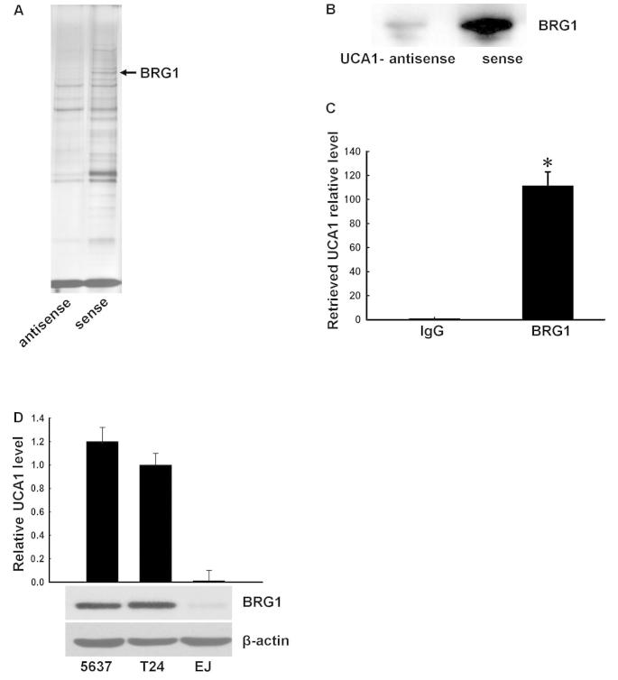 https://cdn.ncbi.nlm.nih.gov/pmc/blobs/ed6d/4121403/52601a2ea5d5/OR-32-03-1281-g01.jpg