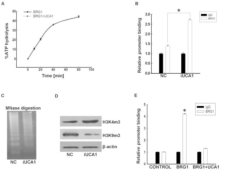 https://cdn.ncbi.nlm.nih.gov/pmc/blobs/ed6d/4121403/7f9898861825/OR-32-03-1281-g04.jpg
