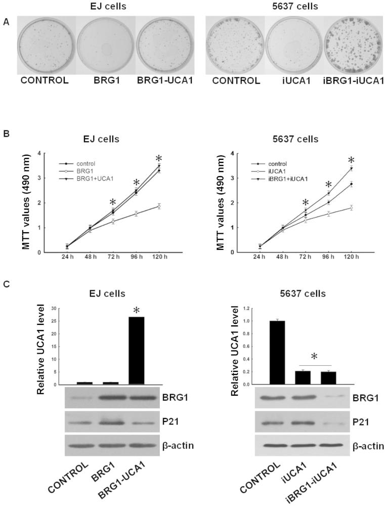 https://cdn.ncbi.nlm.nih.gov/pmc/blobs/ed6d/4121403/edccb4afcd7b/OR-32-03-1281-g03.jpg