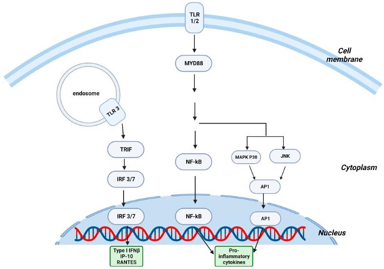 https://cdn.ncbi.nlm.nih.gov/pmc/blobs/ed70/10855551/30956f49c7fe/ijms-25-01747-g002.jpg