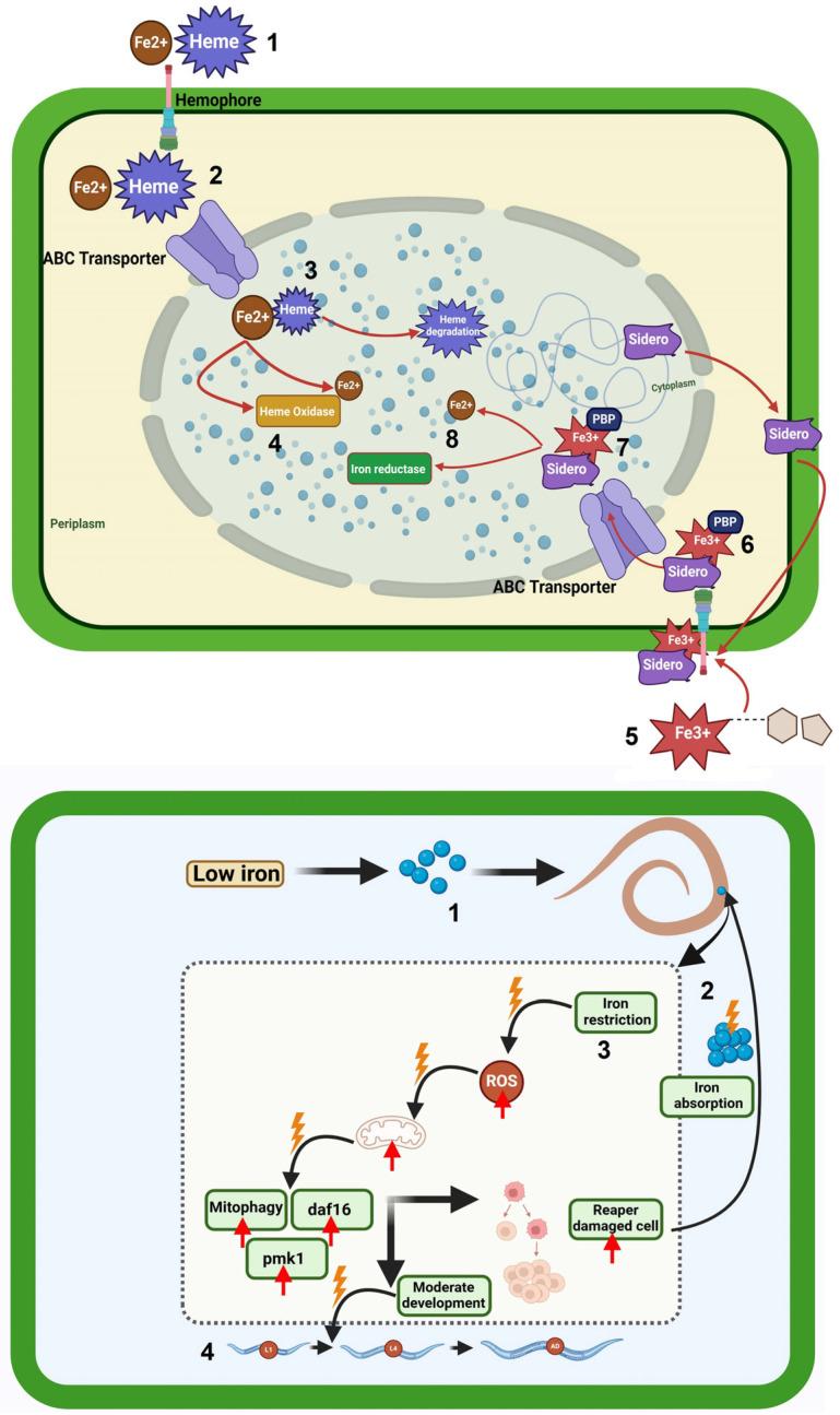 https://cdn.ncbi.nlm.nih.gov/pmc/blobs/ed70/11988915/2c0e0de0e230/cells-14-00556-g003.jpg