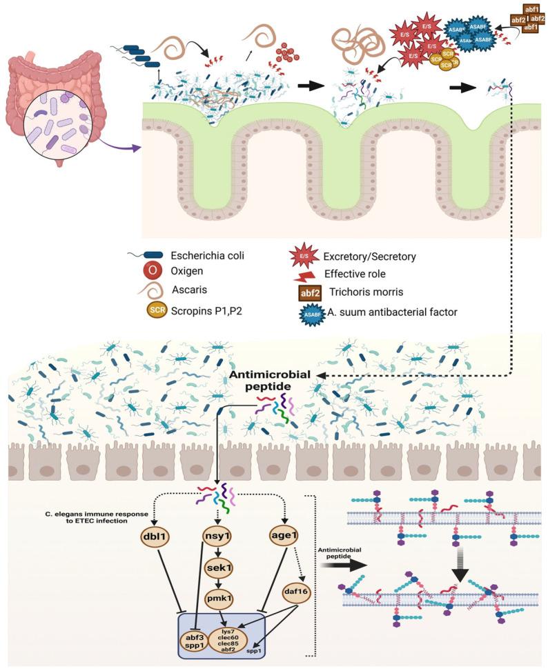 https://cdn.ncbi.nlm.nih.gov/pmc/blobs/ed70/11988915/78a1f6e65e5a/cells-14-00556-g002.jpg