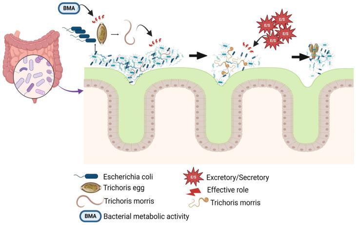 https://cdn.ncbi.nlm.nih.gov/pmc/blobs/ed70/11988915/a3c15598f822/cells-14-00556-g001.jpg