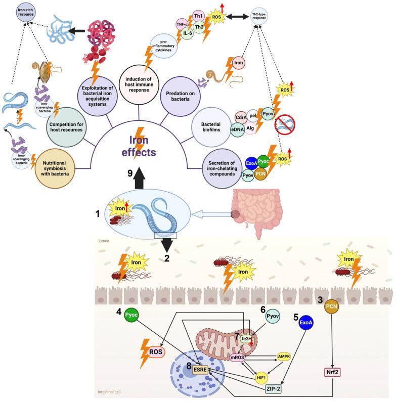 https://cdn.ncbi.nlm.nih.gov/pmc/blobs/ed70/11988915/b210ff9beb3f/cells-14-00556-g004.jpg