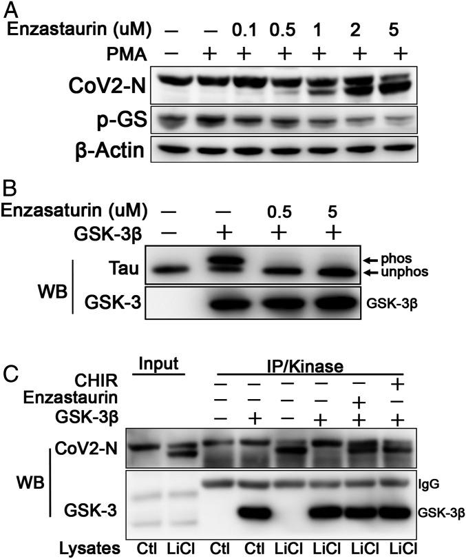https://cdn.ncbi.nlm.nih.gov/pmc/blobs/ed73/8594528/bccb675b928b/pnas.2113401118fig03.jpg