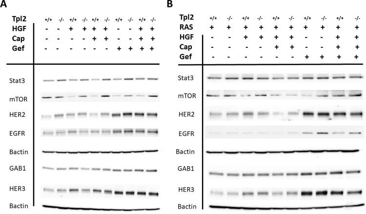 https://cdn.ncbi.nlm.nih.gov/pmc/blobs/ed74/8947257/0211aebbd160/pone.0266017.g001.jpg