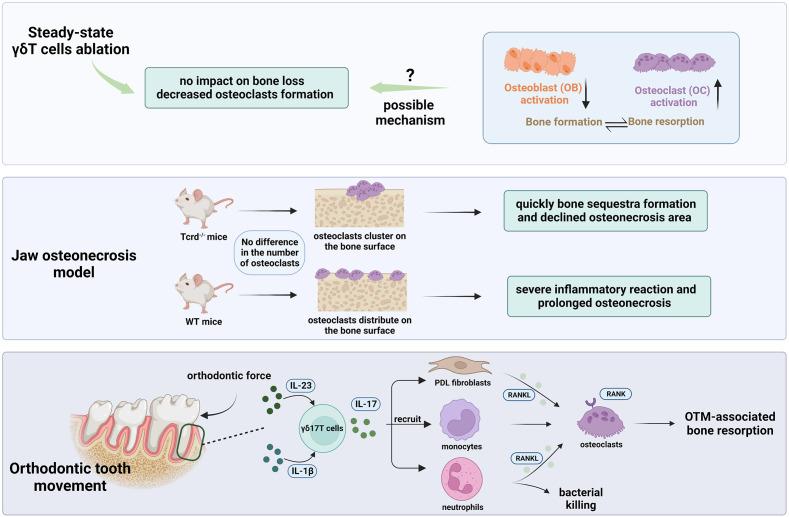 https://cdn.ncbi.nlm.nih.gov/pmc/blobs/ed74/9871479/e70edc447b29/fimmu-13-1050030-g004.jpg