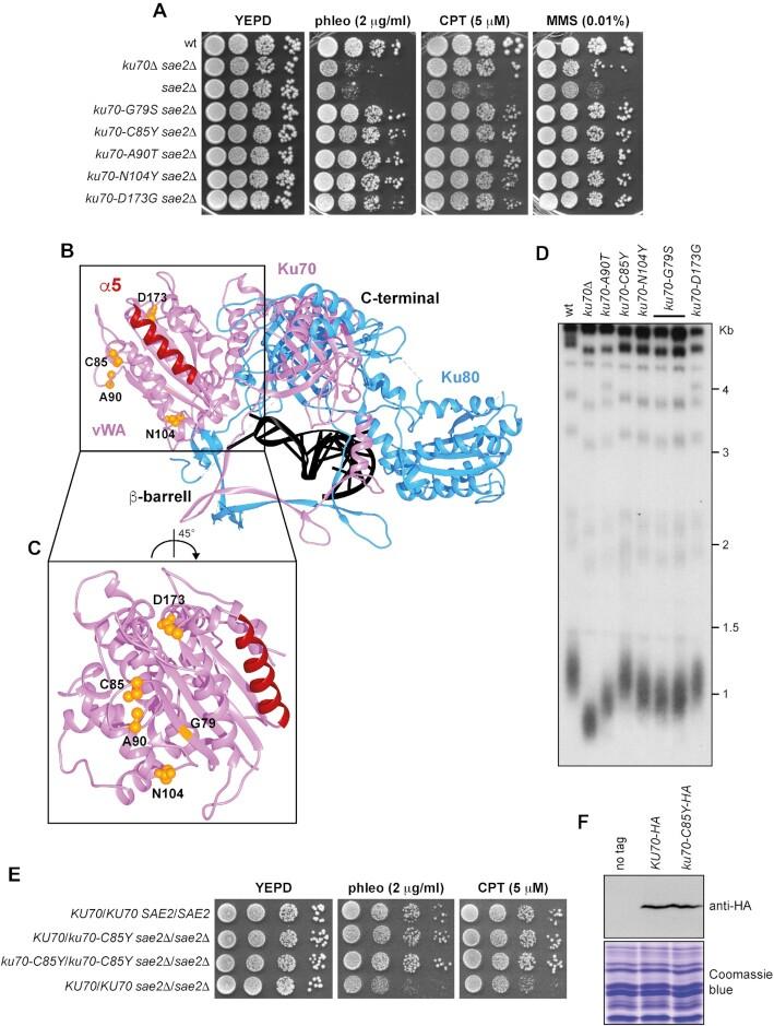 https://cdn.ncbi.nlm.nih.gov/pmc/blobs/ed78/9976877/4a5dd16fe50a/gkad062fig1.jpg